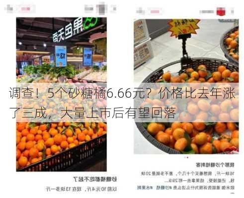 调查！5个砂糖橘6.66元？价格比去年涨了三成，大量上市后有望回落